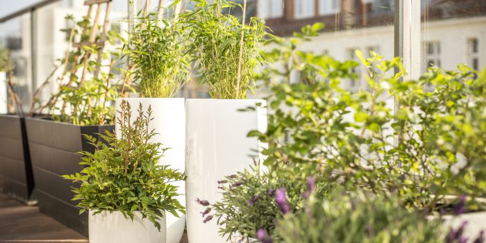 Sabes...¿cómo decorar tu balcón con plantas?